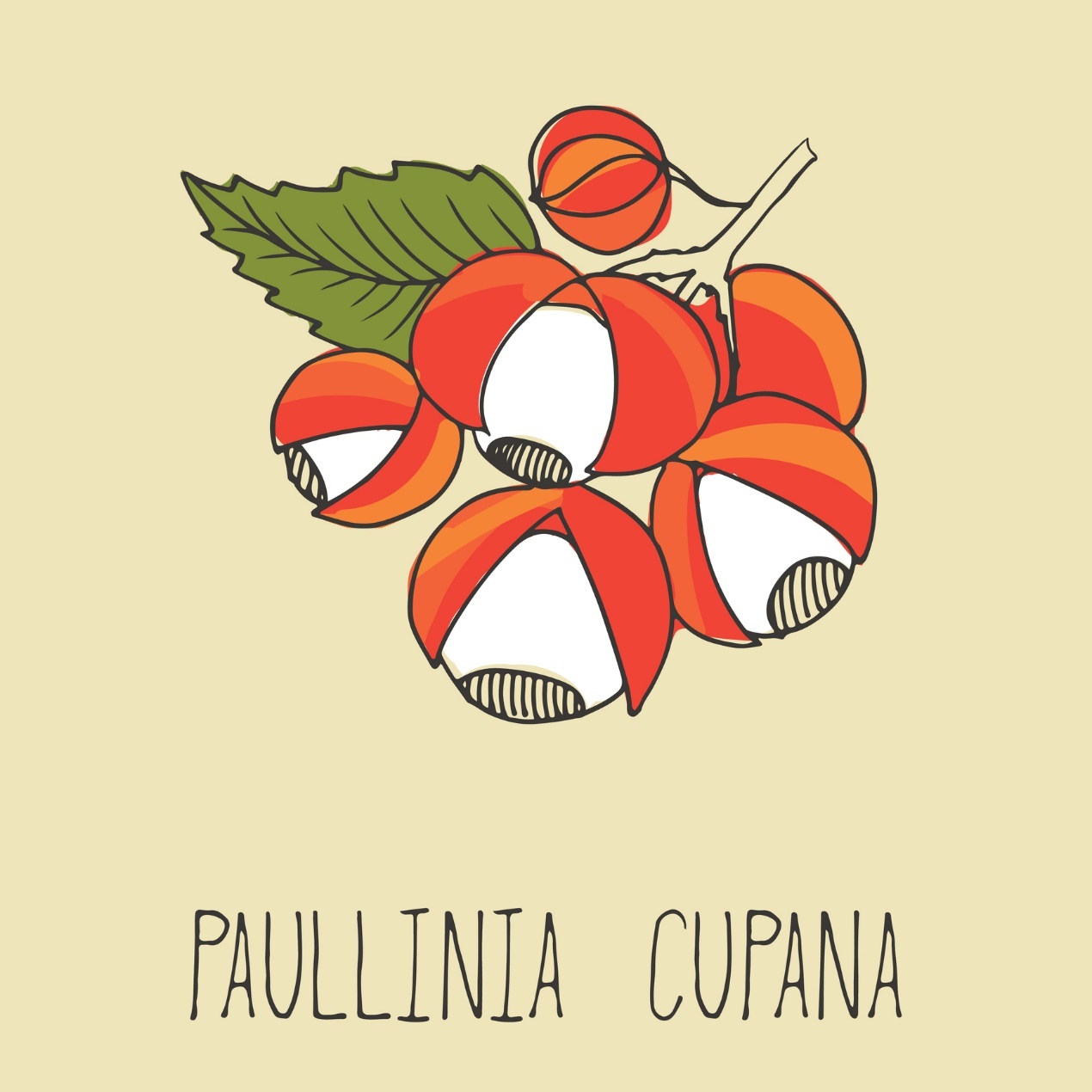 Guaraná - Paullinia cupana