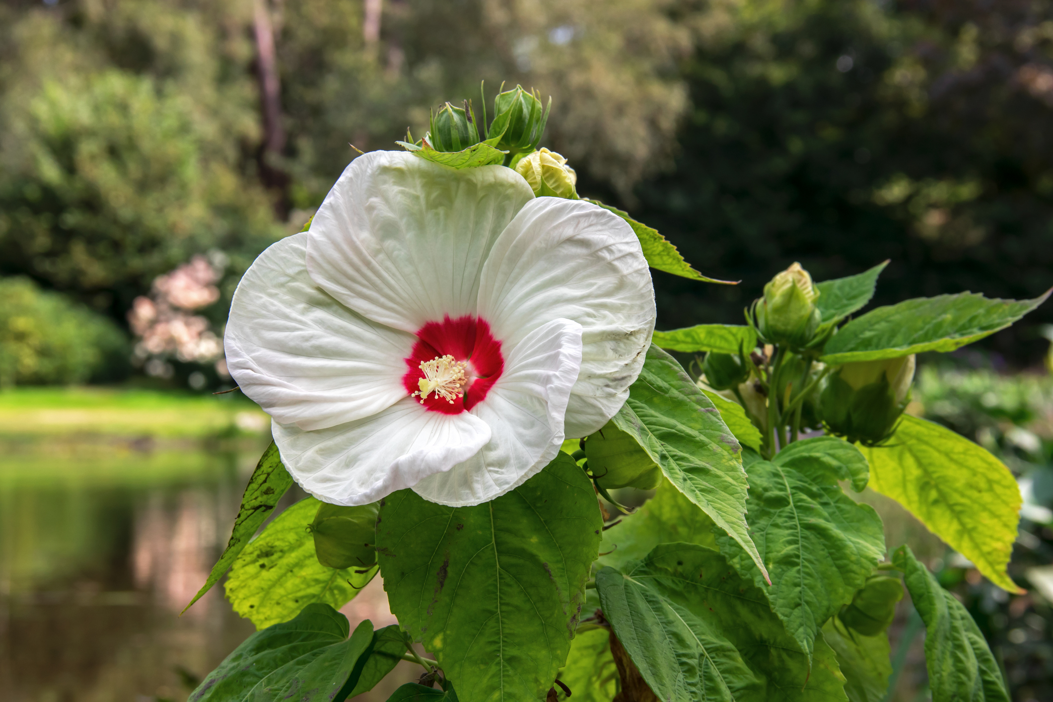 Hibisco de los pantanos (Hibiscus moscheutos)