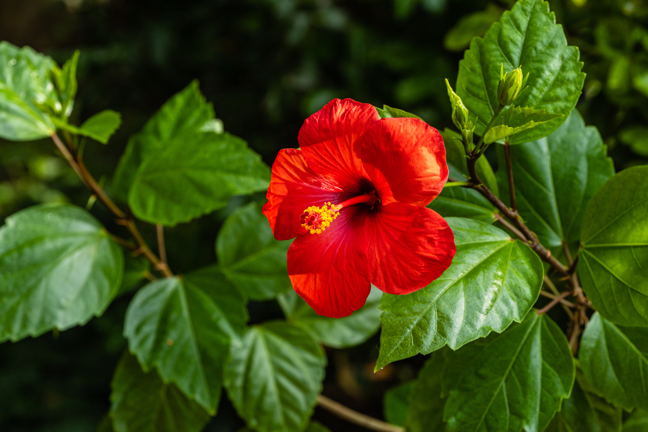 Hibiscus rosa-sinensis - Rosa china