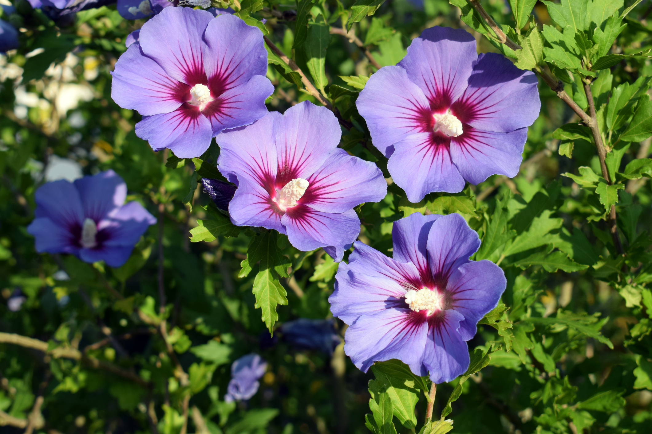 Hibisco sirio (Hibiscus syriacus)