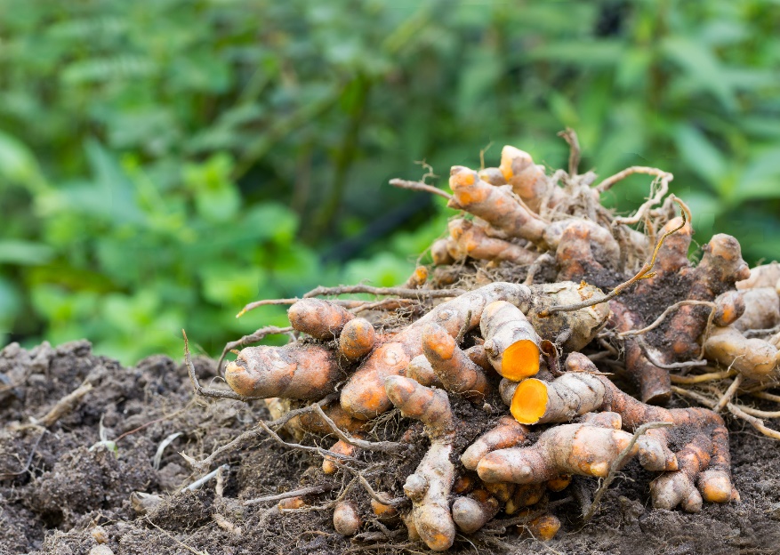 Rizomas (raíces) de cúrcuma longa (Curcuma longa)