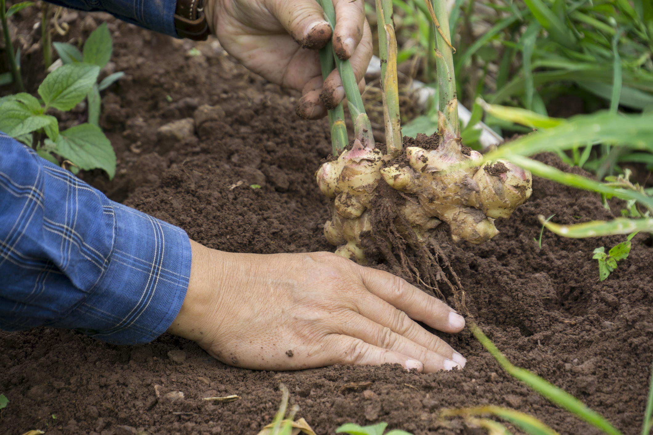 Cultivo del jengibre