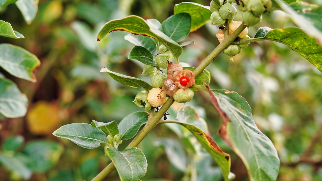 La planta Ashwagandha en la naturaleza