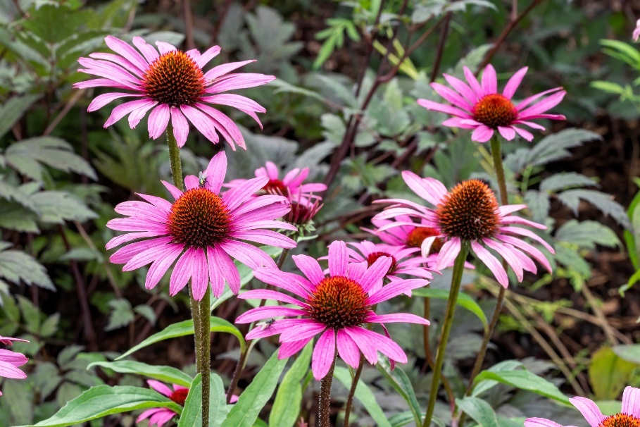 La planta Echinacea purpurea