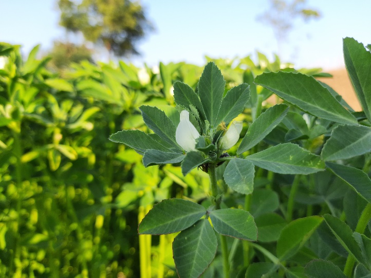 La hierba fenogreco (Trigonella Foenum Graecum) crece en estado silvestre