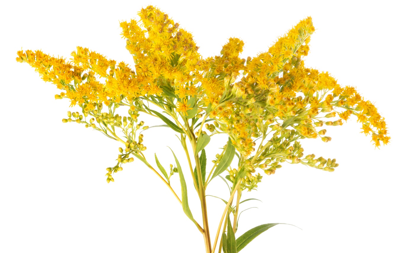 Solidago virgaurea - vara de oro