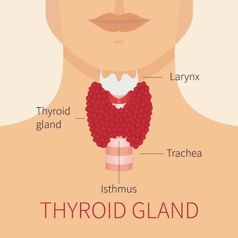 Anatomía de la glándula tiroides