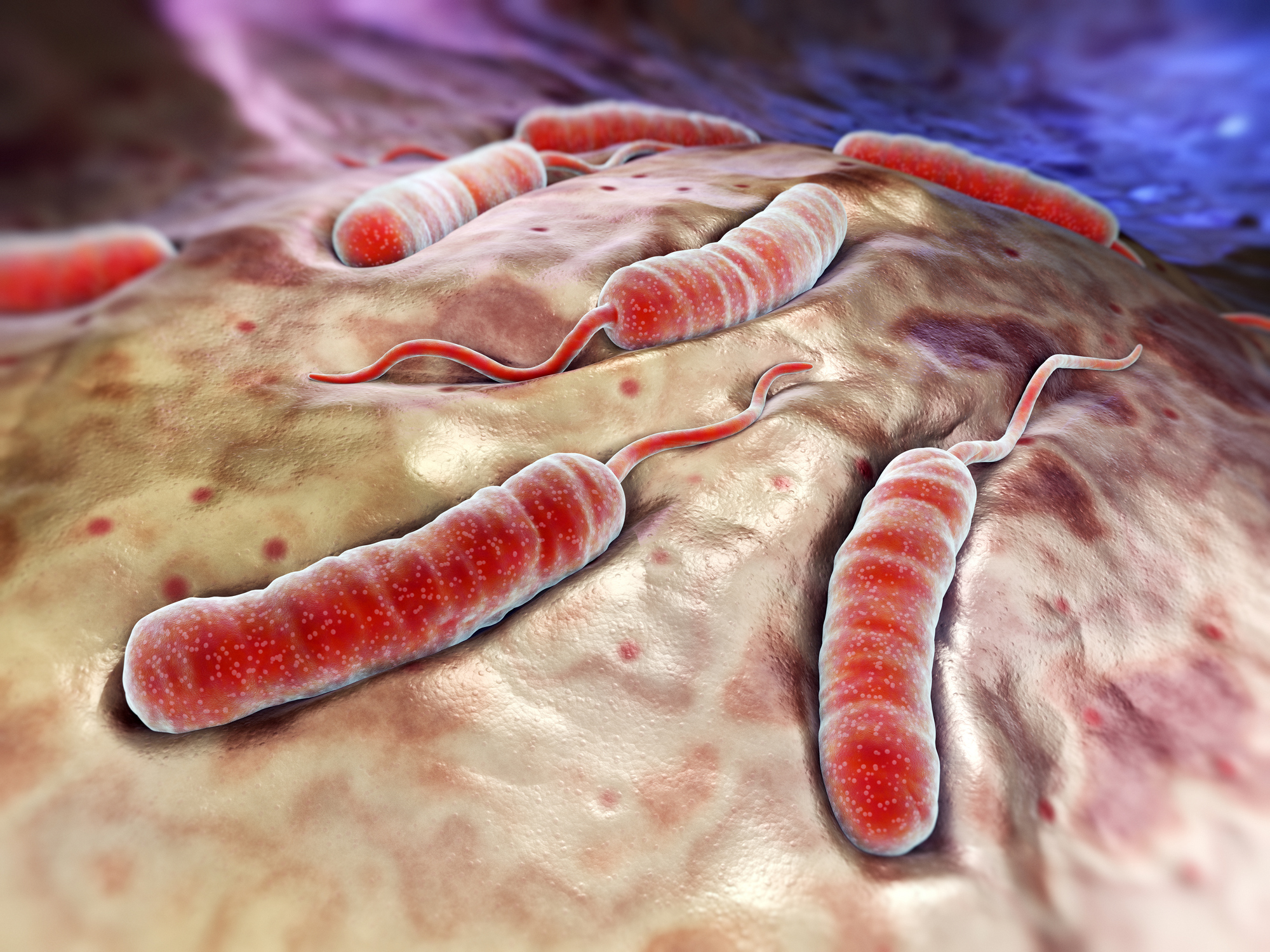 Bacterias del cólera en la superficie del intestino delgado - modelo de representación, animación