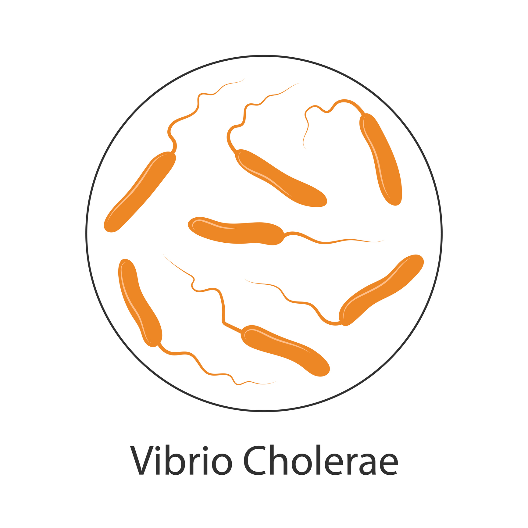 Bacteria del cólera Vibrio cholerae