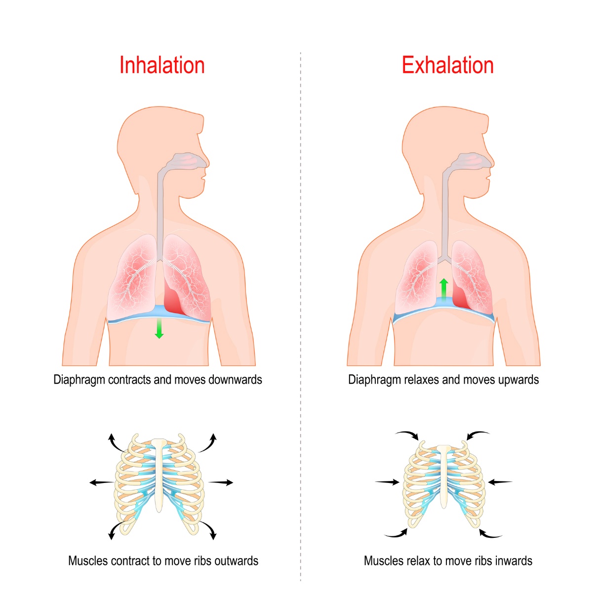 Respiración diafragmática con activación de la pared abdominal. Inhalación: las costillas se alejan lateralmente y el diafragma desciende. Exhalación: las costillas vuelven a acercarse y el diafragma se eleva.