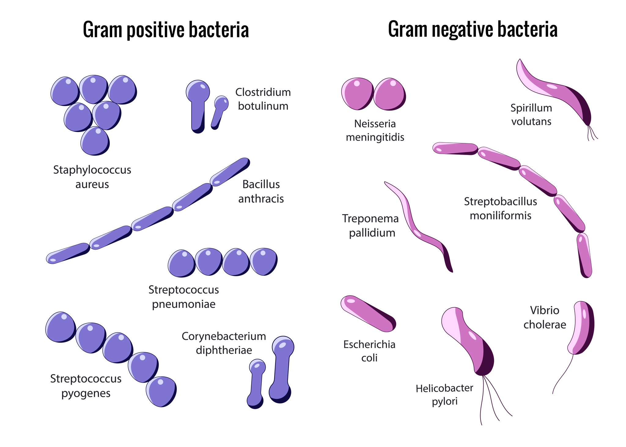 División de bacterias Gram-positivas y Gram-negativas