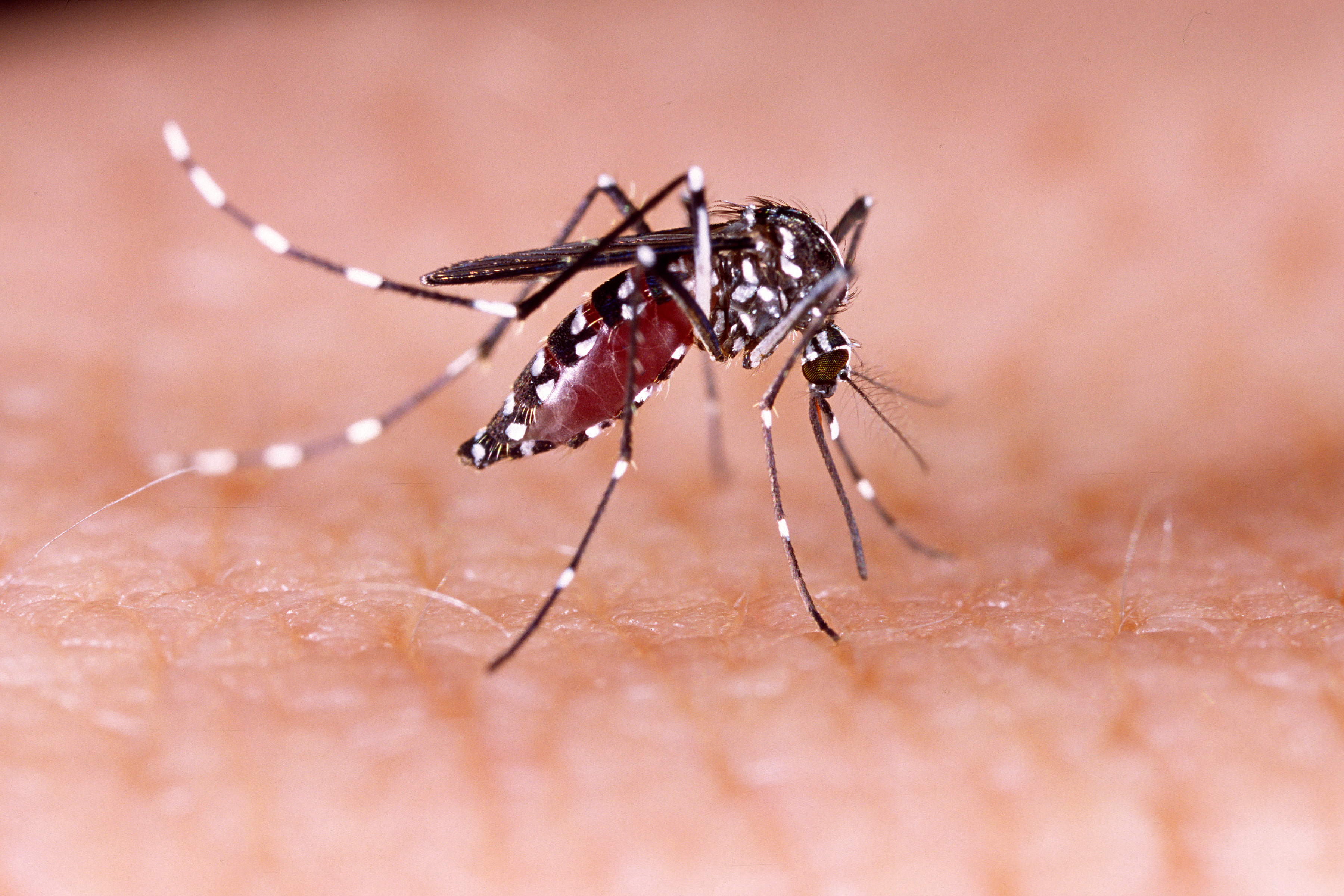 Mosquito Aedes aegypti