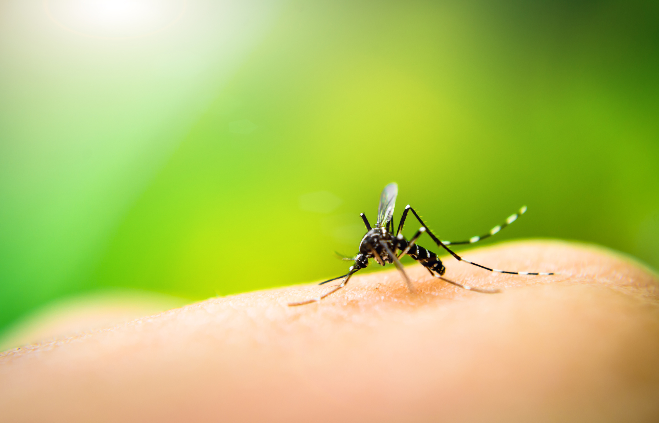 Mosquito Aedes aegypti