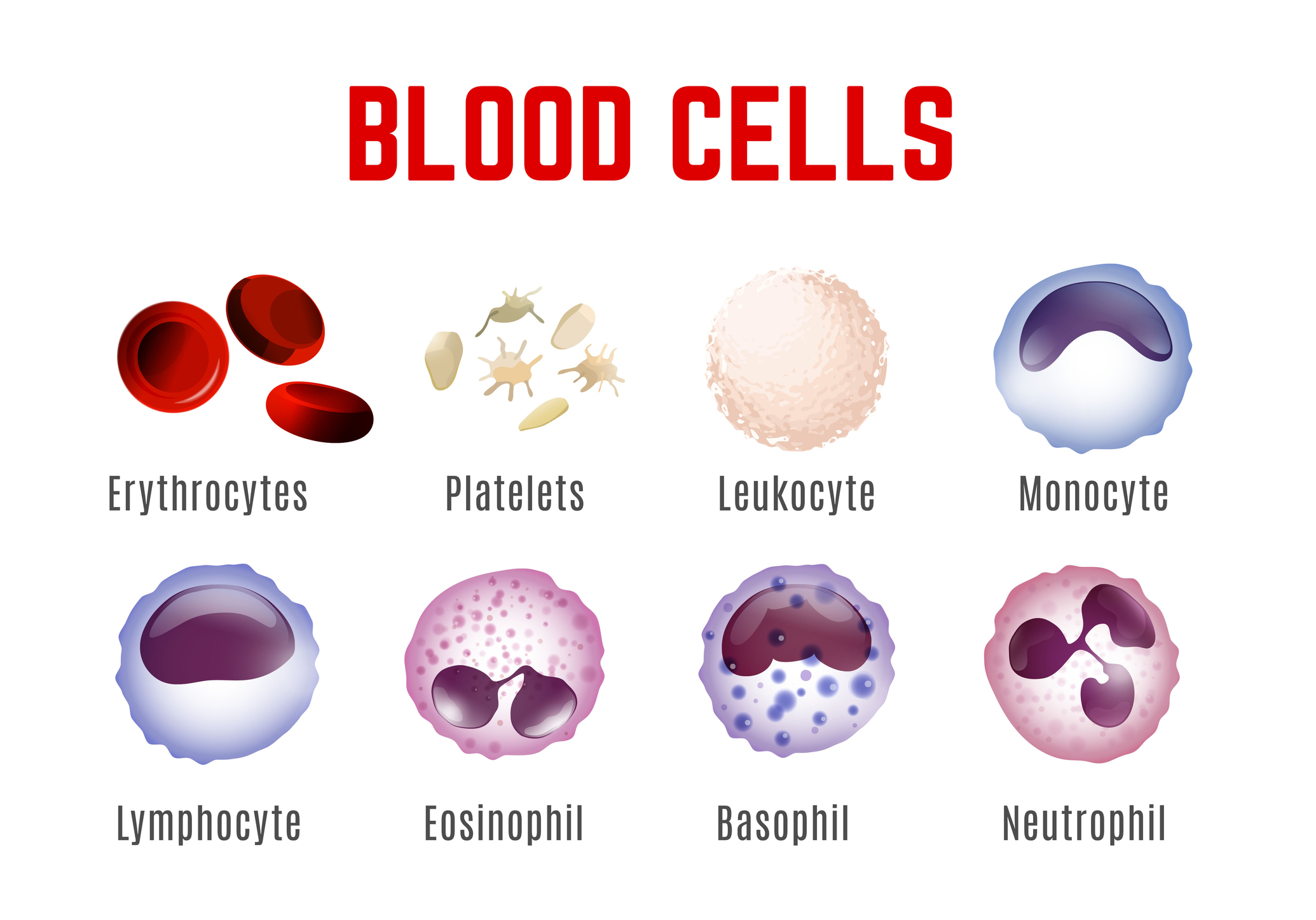 Visualización de las células sanguíneas: eritrocitos, plaquetas, leucocitos, monocitos, linfocitos, eosinófilos, basófilos y neutrófilos.