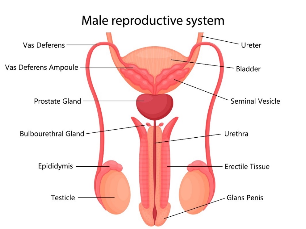 Aparato reproductor masculino