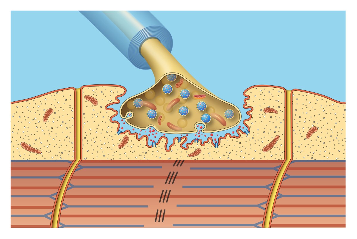 Conexiones neuromusculares - imagen animada, modelo