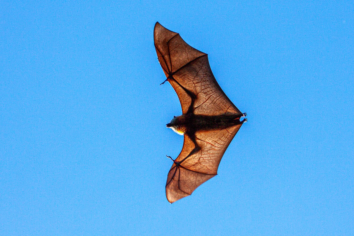 Murciélago portador del virus Lyssa - volando, cielo azul