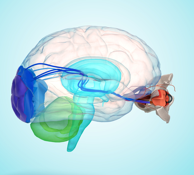 El ojo y el cerebro mostrados anatómicamente