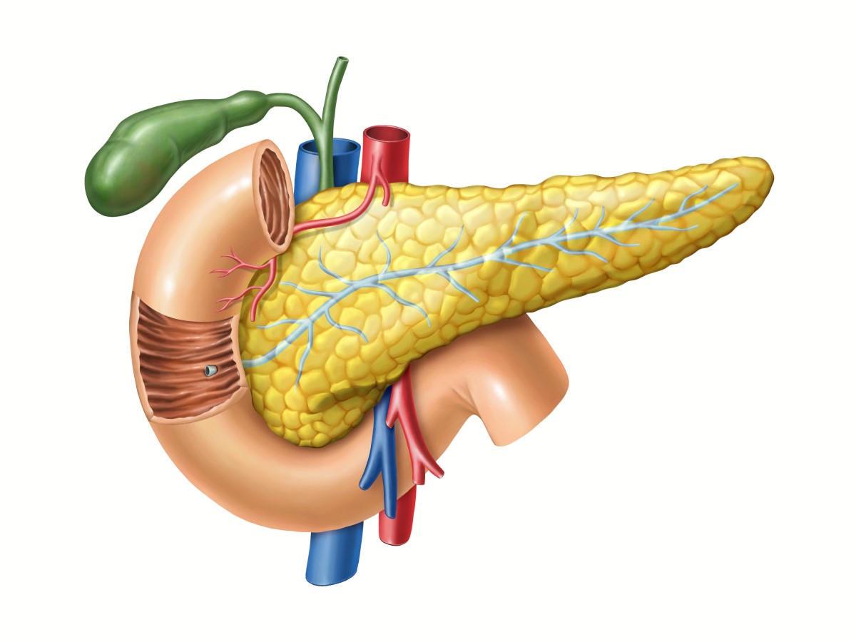 Páncreas - vista anatómica, además, son visibles el conducto pancreático hacia el intestino delgado, la vesícula biliar y los grandes vasos.