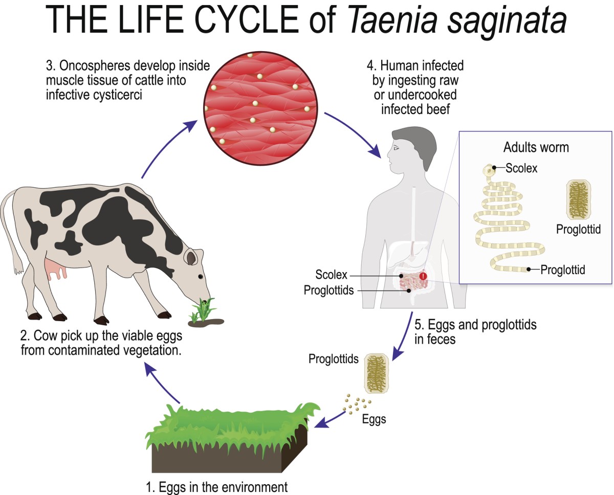 El ciclo de vida de la tenia: del huésped intermediario al ser humano