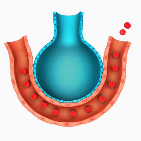 Modelo de representación de los alvéolos y vasos pulmonares, intercambio de gases respiratorios