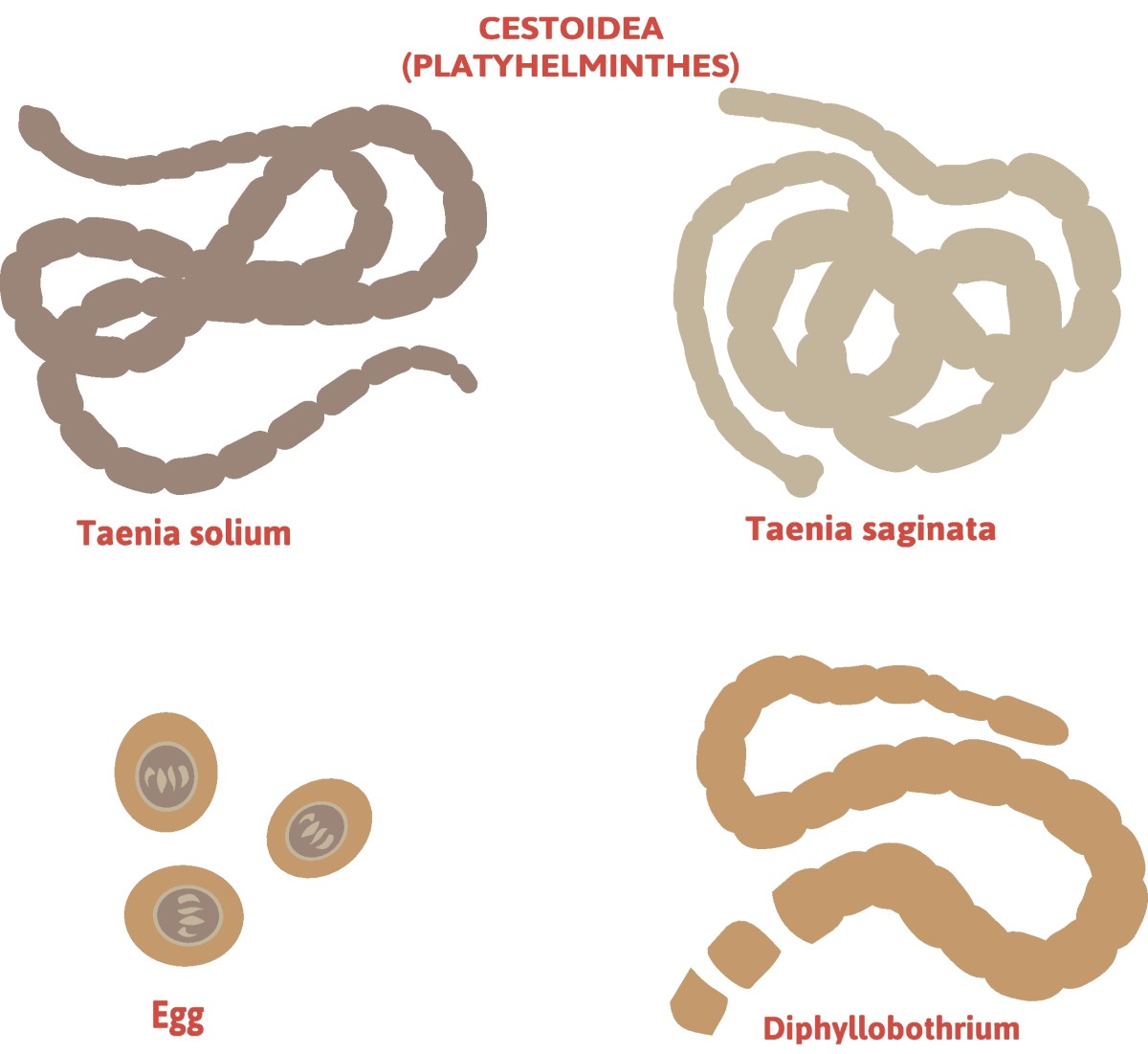 Taenia - división de las tenias - Taenia solium (tenia de patas largas) + Taenia saginata (tenia indefensa)