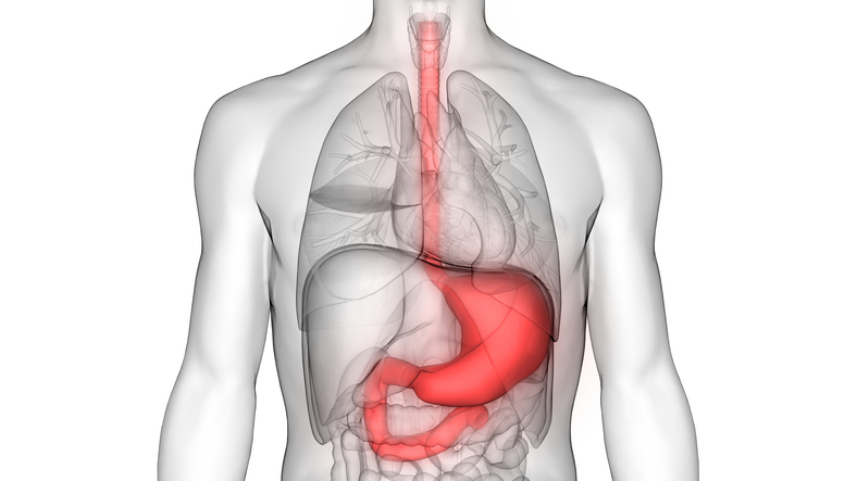 Aparato digestivo humano - esófago, estómago, intestino delgado - representación esquemática