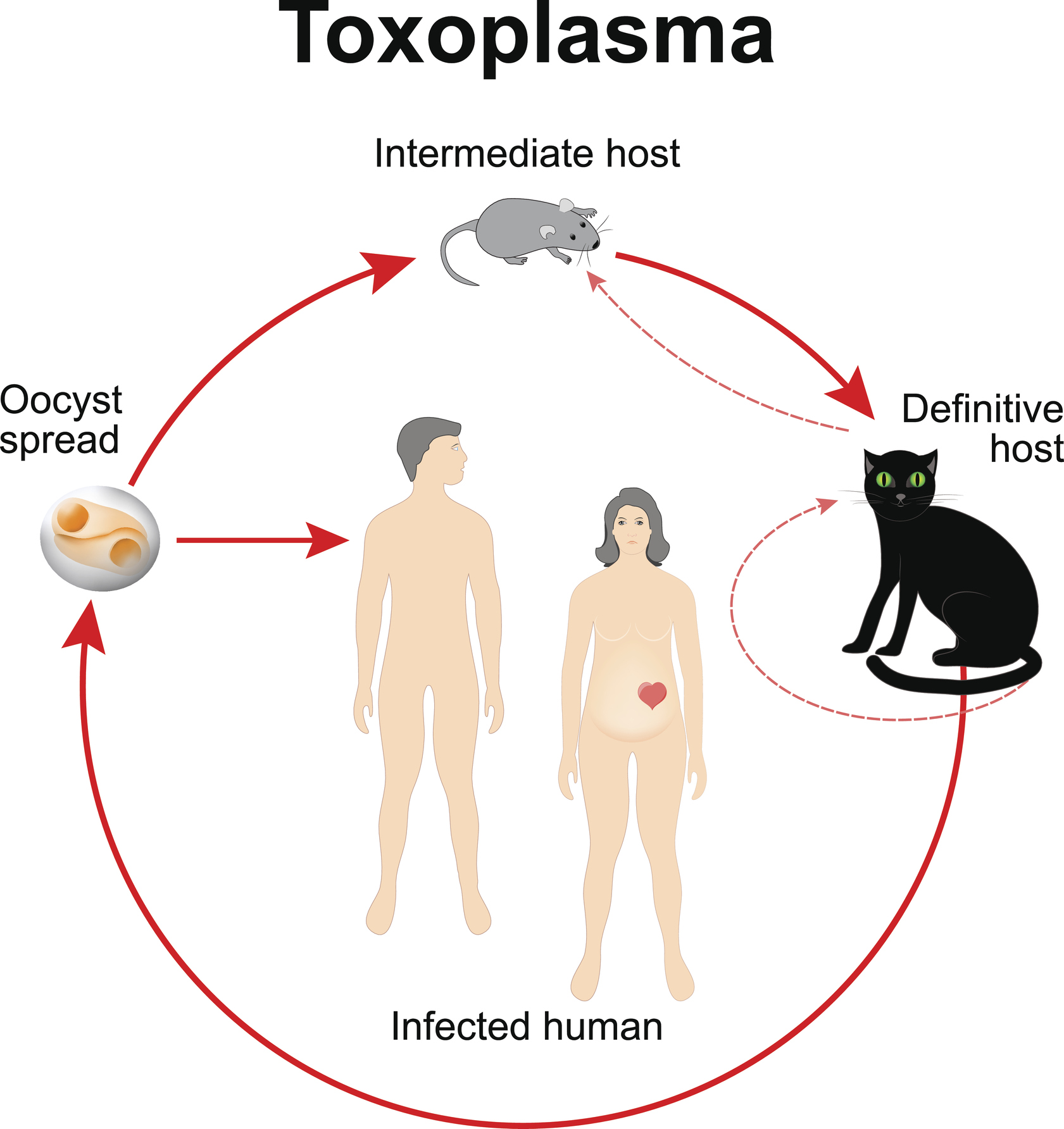 Ciclo biológico de Toxoplasma gondii