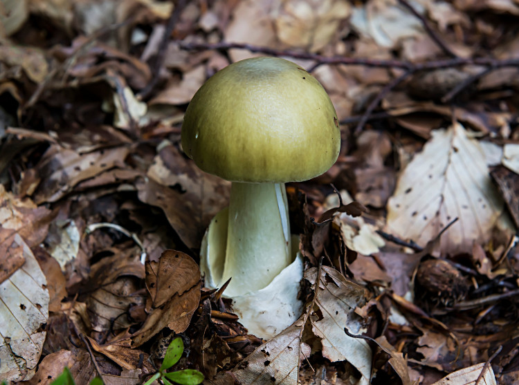 seta verde en el bosque en el suelo con hojas marrones