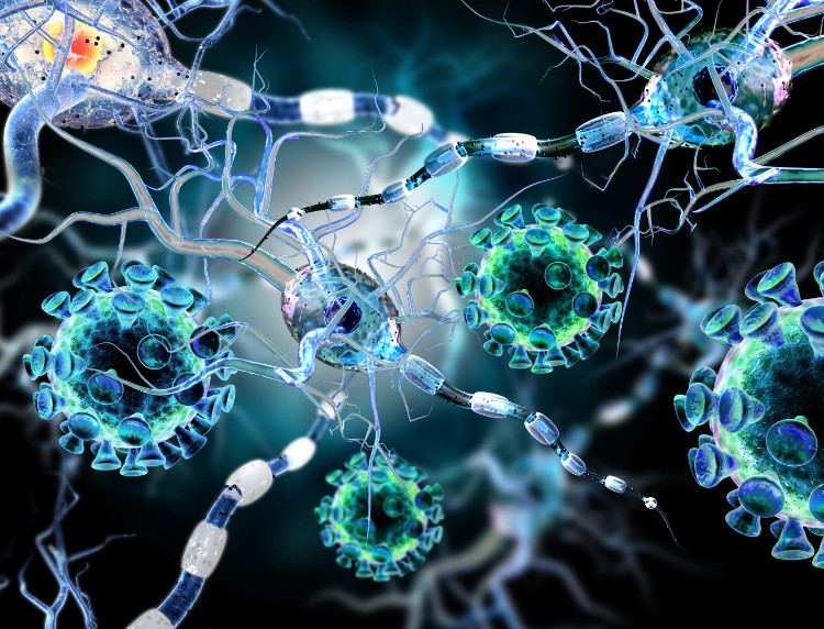 representación microscópica de las células del sistema nervioso de las neuronas