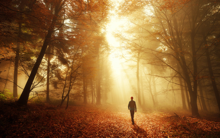 silueta de un hombre caminando en un bosque profundo durante el otoño