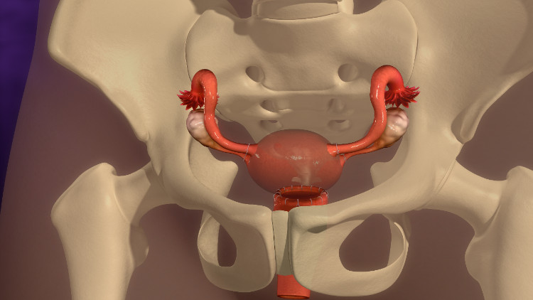 útero situado anatómicamente en el esqueleto óseo de la pelvis menor