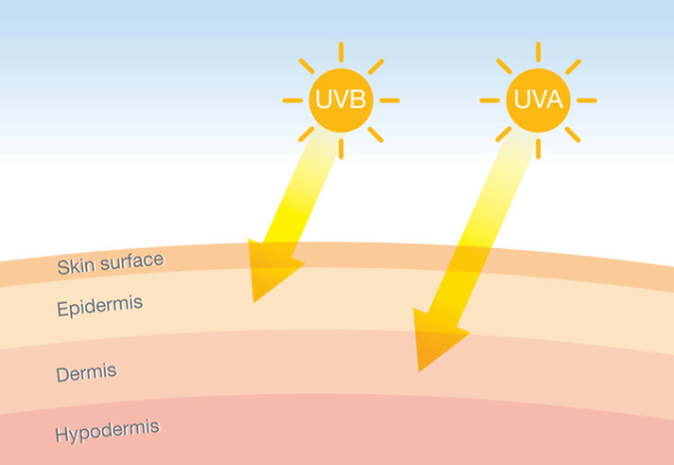 radiación ultravioleta que penetra en la piel, representación esquemática