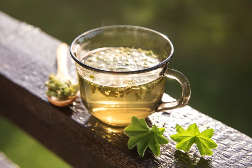 Tisana de Alchemilla vulgaris