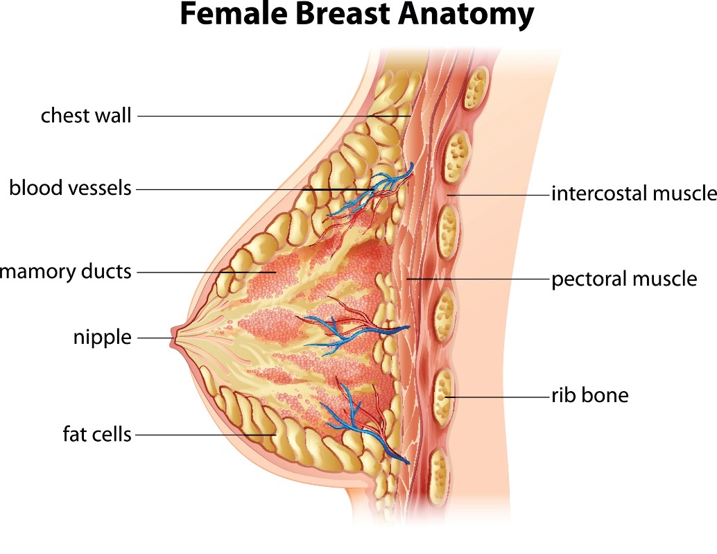 Anatomía de la mama femenina