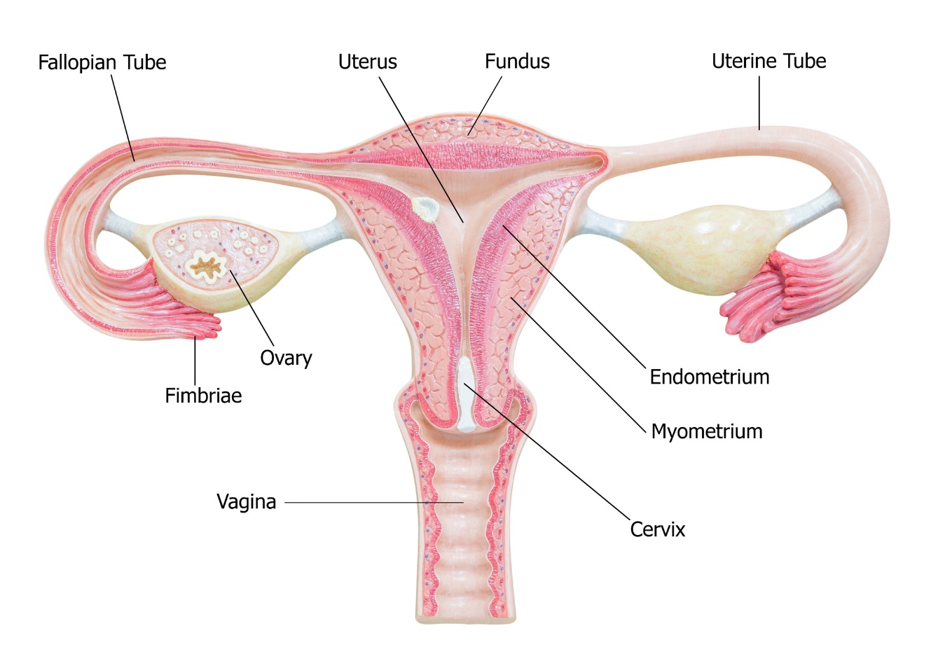 Anatomía de los órganos genitales femeninos