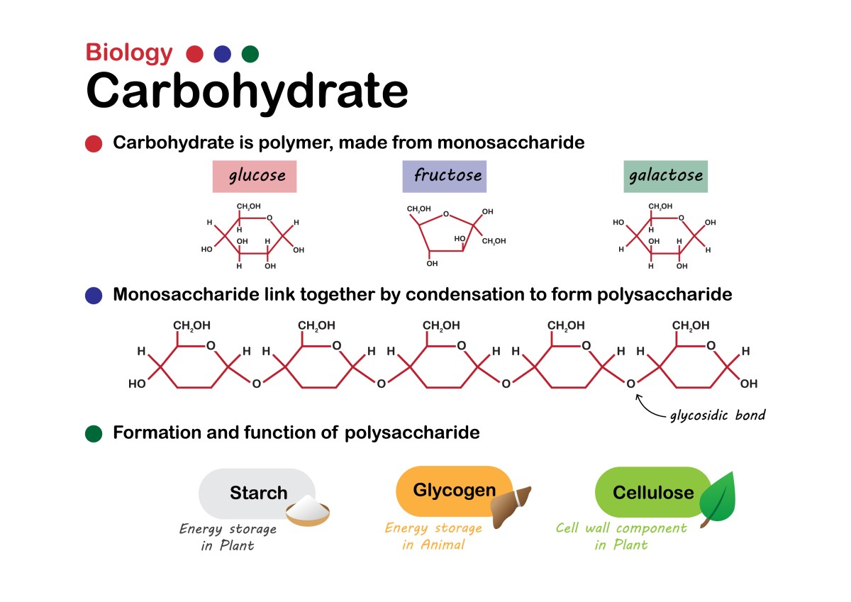 Biología básica de los hidratos de carbono: azúcares simples (monosacáridos): glucosa, fructosa, galactosa forman enlaces para formar polisacáridos como el almidón, el glucógeno o la fibra.