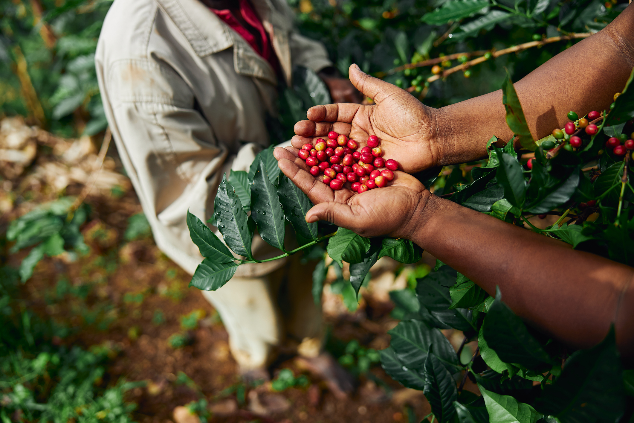 Frutos rojos del cafeto