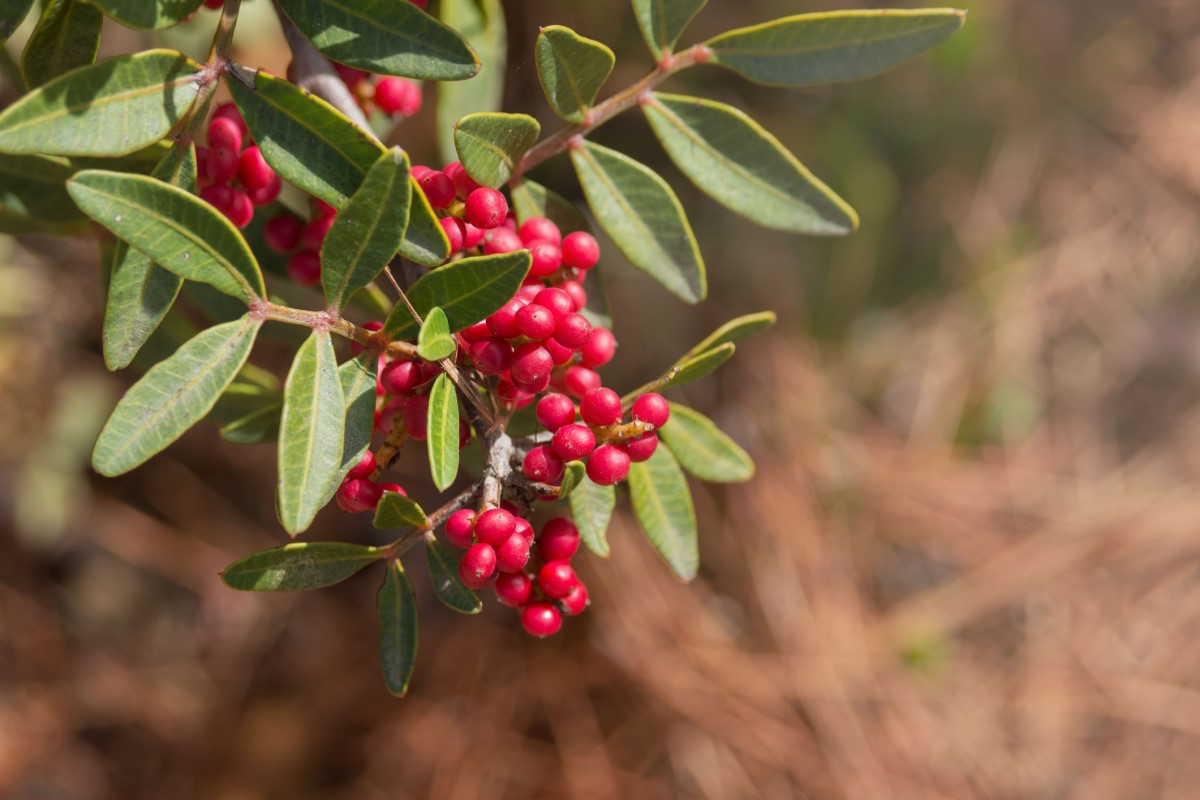 La Pistacia mastix (P. lentiscus) está muy extendida como árbol o arbusto, especialmente en las zonas costeras del Mediterráneo.