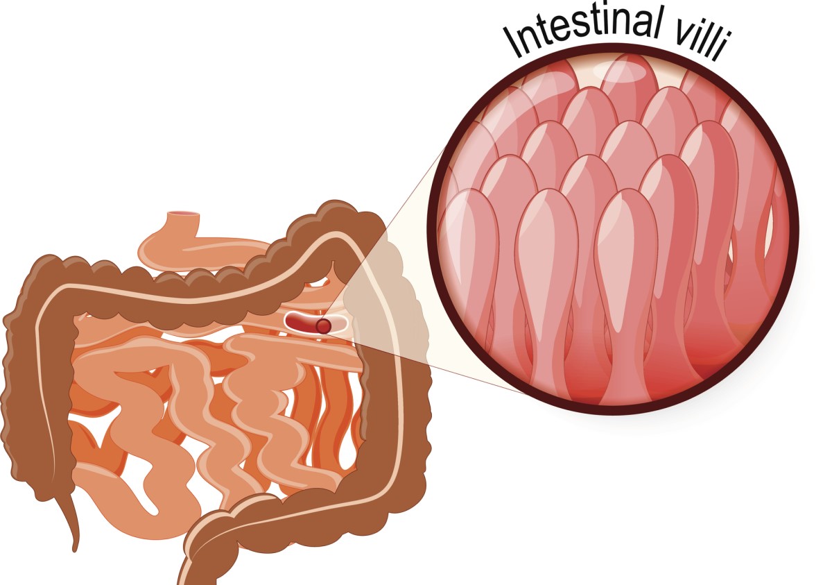 Imágenes microscópicas en 3D de las vellosidades mucosas de la pared del intestino delgado