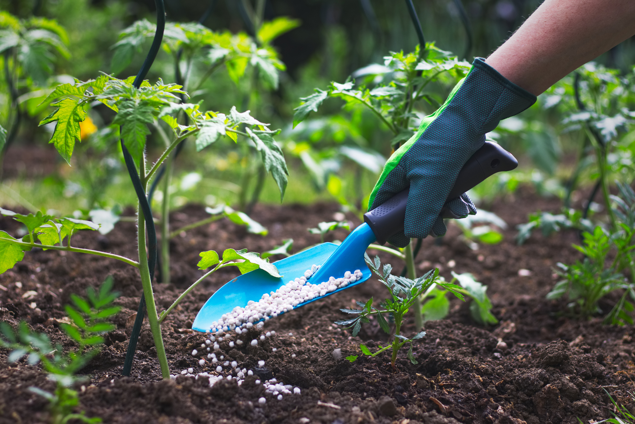 Hoy en día, el fósforo se utiliza muy a menudo en la industria como ingrediente de fertilizantes o pesticidas.