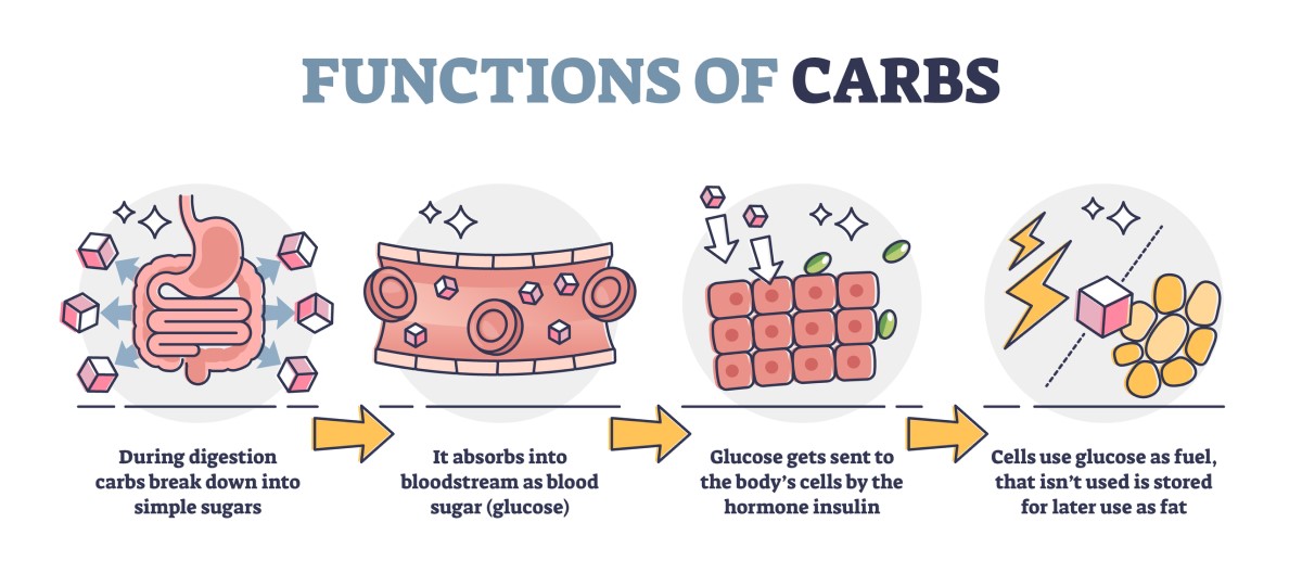 Funciones de los hidratos de carbono: conversión de los hidratos de carbono ingeridos en azúcar simple (glucosa) - glucosa en el torrente sanguíneo - absorción de la glucosa por las células mediante la hormona insulina - utilización de la glucosa como combustible energético.