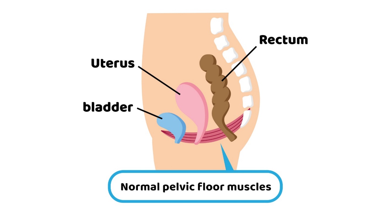 Fisiología del suelo pélvico en relación con los órganos pélvicos. Útero, vejiga, recto.