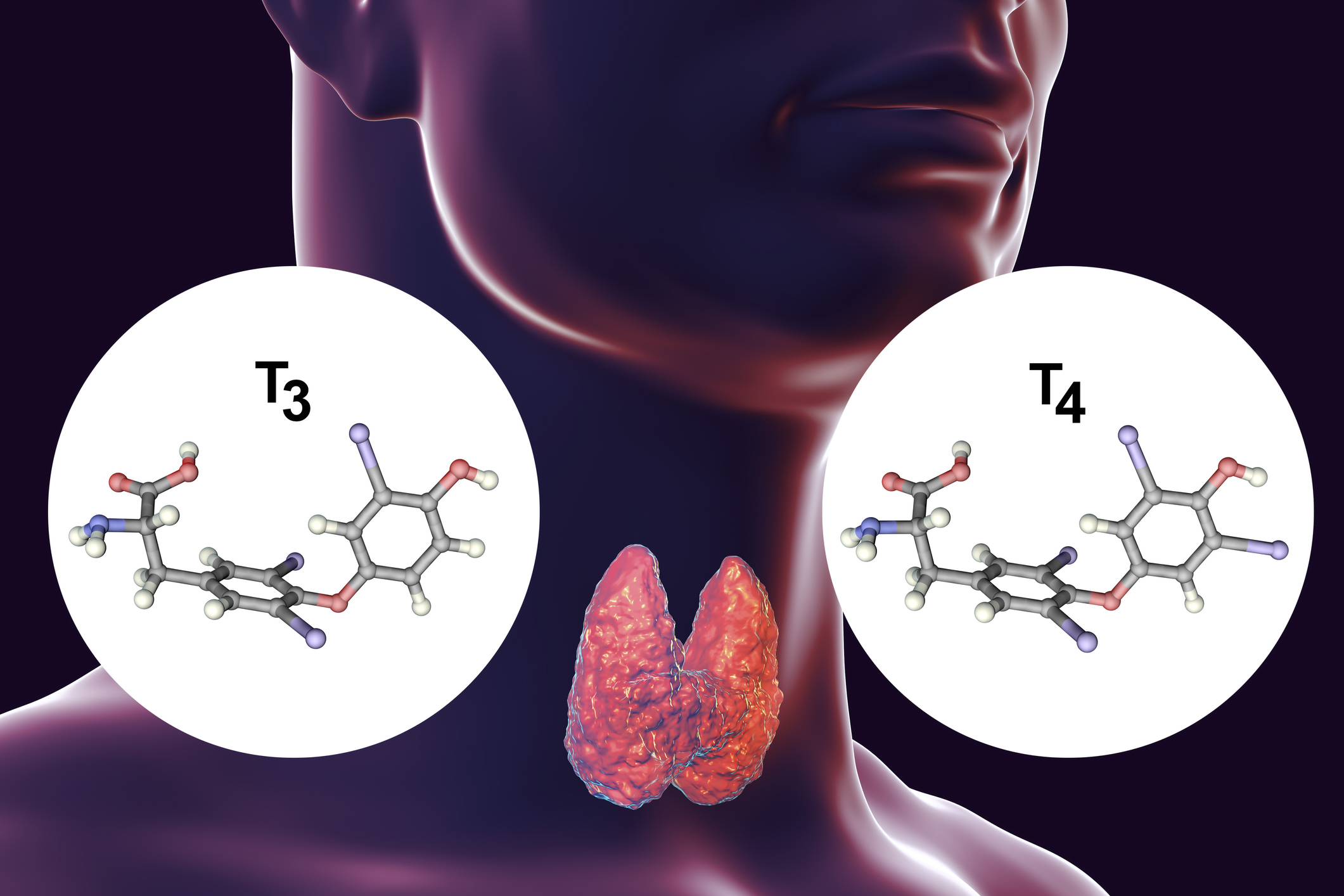 La glándula tiroides es productora de hormonas tiroideas: tiroxina (T4) y triyodotironina (T3).