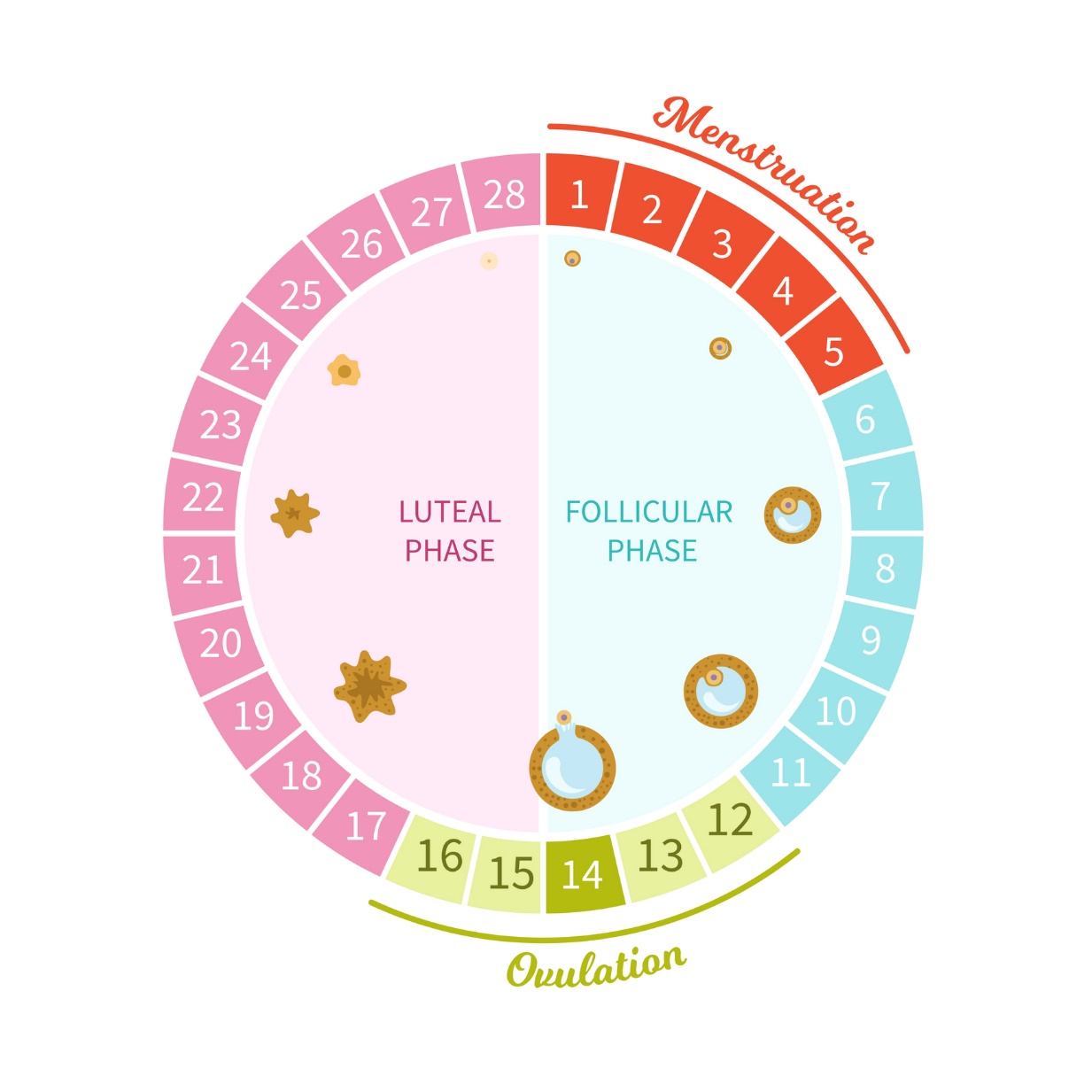 Las diferentes fases del ciclo menstrual de una mujer en 28 días