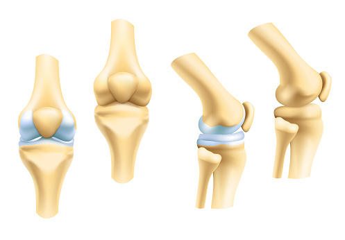 anatomía de la articulación de la rodilla de frente y de lado