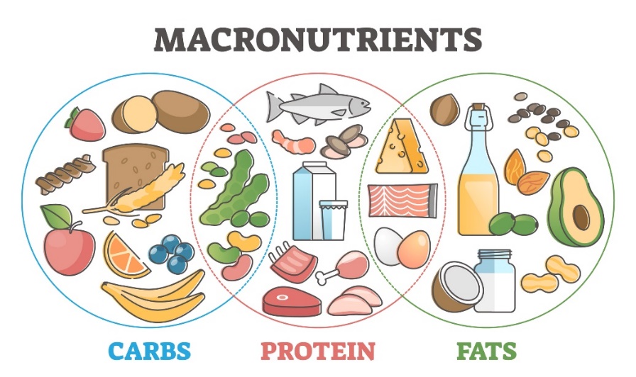 Macronutrientes y sus fuentes en la dieta: hidratos de carbono, proteínas y grasas.