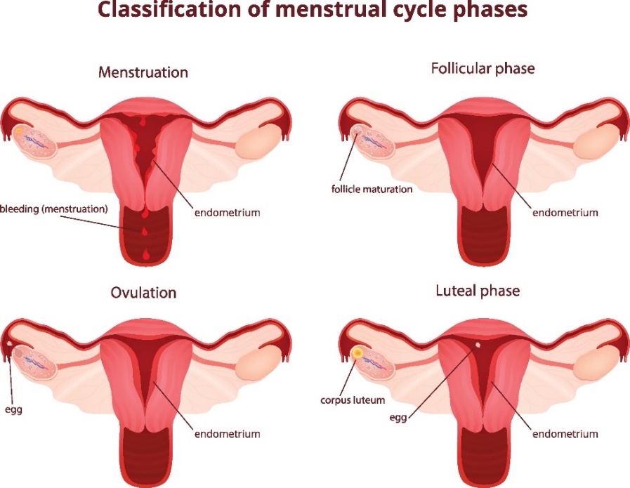 4 fases del ciclo menstrual