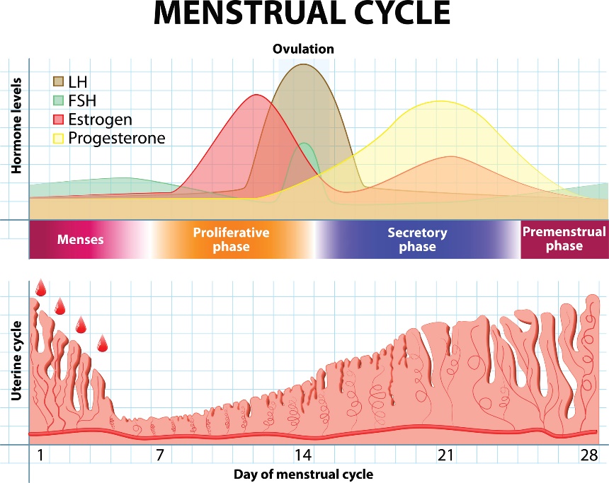 Ciclo menstrual y cambios hormonales y del revestimiento uterino a lo largo del tiempo.