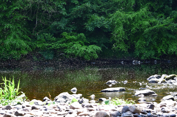 pantano con un enjambre de mosquitos, árboles al fondo y rocas bordeando la orilla del pantano en primer plano